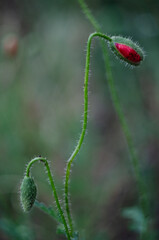 A poppy flower just blooming