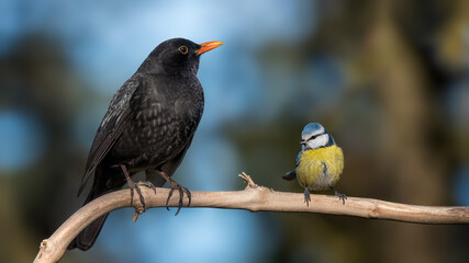 blackbird and blue tit on a branch