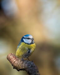 bird on a branch