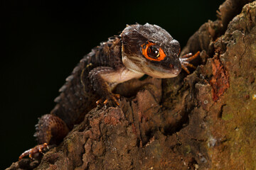 Red eyed crocodile skink (Tribolonotus Gracilis) animal closeup 