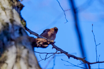 Fringilla coelebs, on a sunny winter day on a tree.