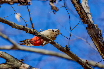 (Dendrocopos major) on a tree on a sunny day looking for food.