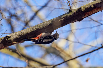 (Dendrocopos major) on a tree on a sunny day looking for food.