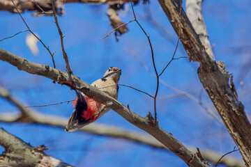 (Dendrocopos major) on a tree on a sunny day looking for food.