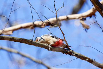 (Dendrocopos major) on a tree on a sunny day looking for food.