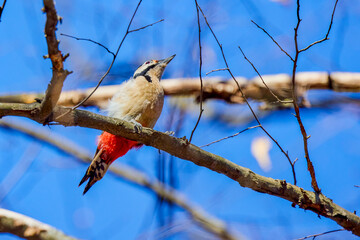 (Dendrocopos major) on a tree on a sunny day looking for food.