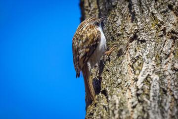 (Certhia familiaris) on a tree where it searches for food by hammering the bark of the tree.