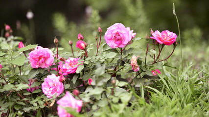 pink rose flower background. Red roses on a bush in the garden, close-up. delicate pink rose flower with green leaves. Red Rose Magic. beauty in the garden. concept of romance, gift