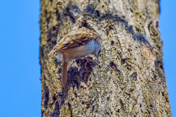 (Certhia familiaris) on a tree where it searches for food by hammering the bark of the tree.