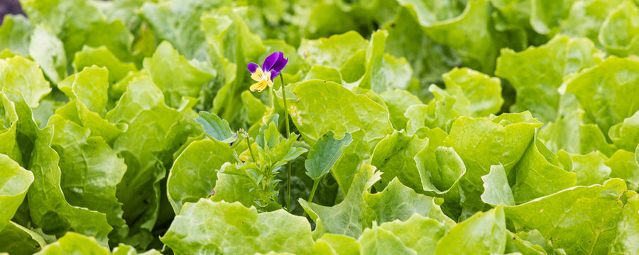 Purple yellow pansy growing between andive platns in vegetable garden