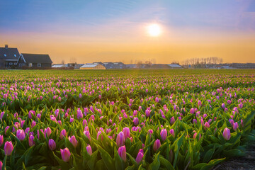 Obraz premium Landscape at sunset with a field of pink tulips in bloom in Noordwijk , Netherlands