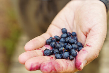 A man's hand holds the berries of freshly picked wild blueberries in the forest
