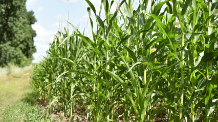 Obraz premium ears of corn and green leaves on a field background close-up. Corn farm. A selective focus picture of corn cob in organic corn field. concept of good harvest, agricultural, place for text