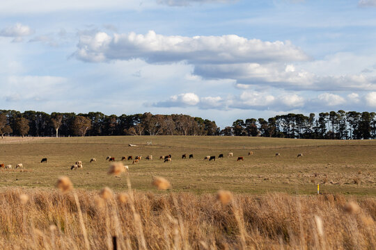 Cattle grazing in brown grassy paddock in rural Australia facing the same direction