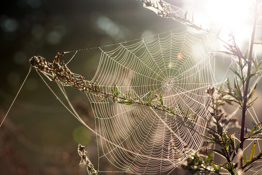 cobwebs on field plants, morning Sunshine, blurred background, dry flowers, web, bokeh, warm sunlight, soft focus. baner. autumn background. macro nature, spider web on meadow flowers