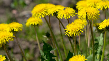 yellow dandelions growing on a lawn illuminated by the sunlight, springtime wild flowering plant with green leaves on stem. macro nature, natural background, close-up