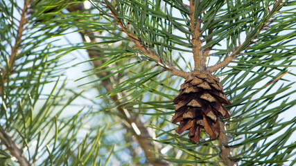 pine cone in a Pine Tree. Pinus. Isolated pine. Pine branch with cones isolated on light natural background. coniferous tree branch in a forest or park, close-up