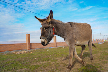 donkey on an animal farm.