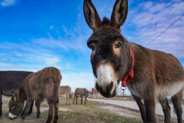 close up shot of donkey head.