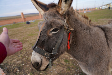 close up shot of donkey head.