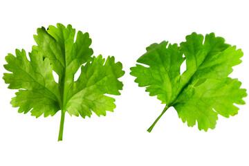 coriander on a white background. ,Asian seasonings are used to add flavor and health.