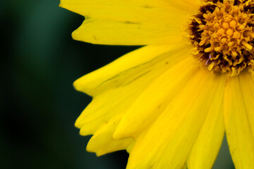 yellow flower macro