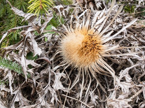 Dry Carlina acanthifolia plant known as carline thistle