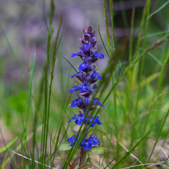 Close-up of beautiful blue flowers of Ajuga reptans Atropurpurea against blurred background in spring. Nature concept for design. Selective focus