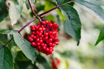 Bunch of red elderberry Sambucus racemosa is a species of elderberry known by the common names red...