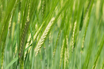 spikelets. cobs of corn close-up. Fresh green young unripe juicy spikelets of wheat on a blurred green field. Oats, rye, barley. harvest in spring or summer, closeup of a field