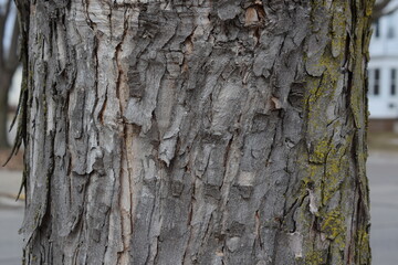 Close up of bark of Red Maple Acer rubrum