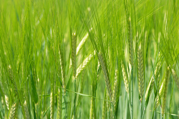 Young Wheat ears illuminated by sunlight. Gorgeous shape of the Wheat spikes. concept of a good harvest in an agricultural field. green spikelets. rye, close-up. green natural background