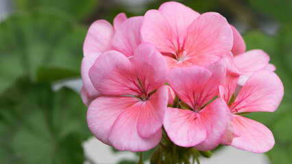 Geranium. small pale pink flowers. Floral background. Pink flowers of homegrown violets in a pot on a green background. bokeh, beautiful flower, close-up. beauty in nature, gardening, macro photo.