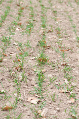 A small plant in soil, corn leaves, green sprout. Ecology, environmental protection. Greenhouse work. corn seedlings in field, small plants. spring, start of work, agriculture, close-up