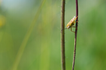 close-up of bug on a green plant. Macro shot of brown nymph Marmorated stink bug Halyomorpha halys....