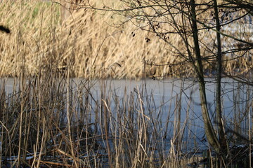 reeds in the frozen over lake