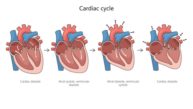 Cardiac cycle diagram hand drawn schematic vector illustration. Medical science educational illustration
