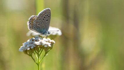 The blue butterfly, Pseudophilotes bavius, sits on white wildflowers on a beautiful summer day. macro with selective focus. isolated on natural blurred background. autumn season. beauty of nature