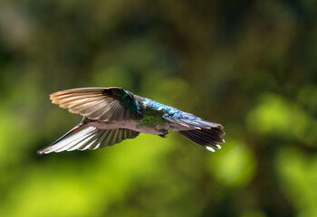 Hummingbird flying and blurred background.