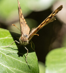 Fototapeta premium mariposa marron de cerca