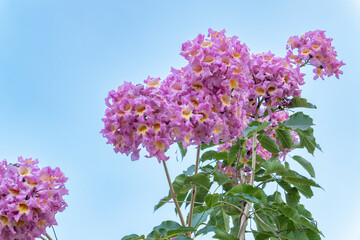 Fototapeta premium beautiful blooming Tabebuia Rosea or Tabebuia Chrysantha Nichols under blue sky horizontal composition