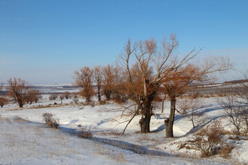 A snowy landscape with trees and a snowy mountain in the background