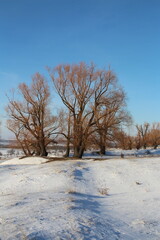 A snowy field with trees