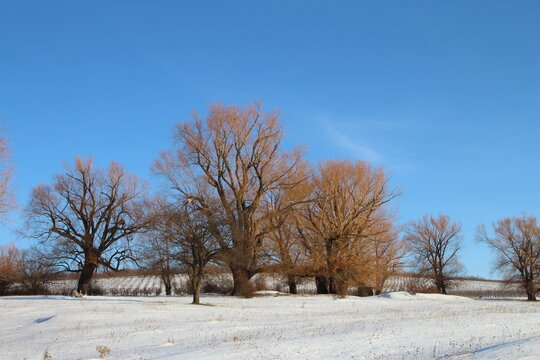 A group of trees in a snowy field