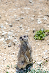 Fototapeta premium Pack of Lemurs in London Zoo