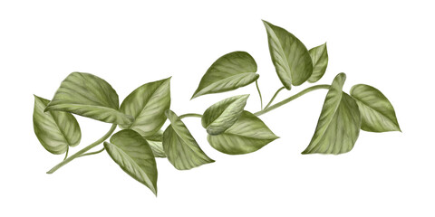 Watercolor liana on white background. Scindapsus Aureus leaves. For your projects, prints, cards, invitations, booklets, notepads. Eco-friendly theme.