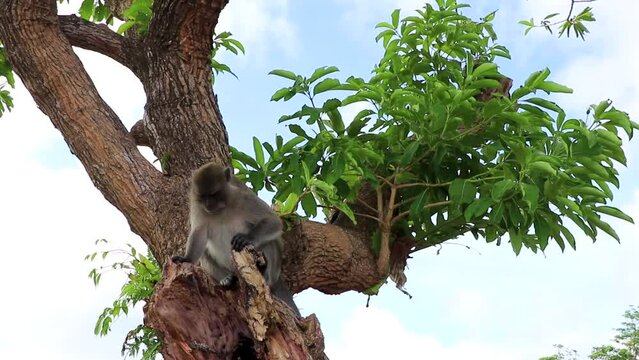 Gray monkey macaque sitting and eating on tree top on Koh Phi Phi Don island in Ao Nang Amphoe Mueang Krabi Thailand in Southeast Asia.