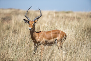 A male impala or rooibok, aepyceros melampus, grazing in the lush long grass of the Masai Mara,...