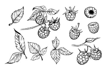 Raspberry berry with leaves, set of vector illustrations, engraving style, floral elements, objects for design patterns, backgrounds