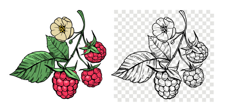 Raspberry berry with leaves, set of vector illustrations, engraving style, floral elements, objects for design patterns, backgrounds
